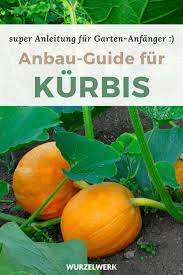 Der große vorteil beim vorziehen ist, dass deine pflanze gestärkt ins freie wandert und so schon recht robust ist. Kurbis Pflanzen Der Komplette Guide Vom Saen Bis Zum Ernten Wurzelwerk