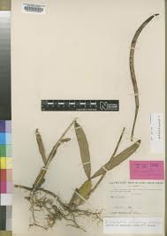 Image result for Bulbophyllum vulcanicum