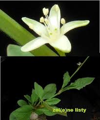 Image result for Oxygonum dregeanum