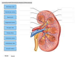 Bleeding, also known as a hemorrhage, haemorrhage, or simply blood loss, is blood escaping from the circulatory system from damaged blood vessels. Correctly Label The Blood Vessels Of The Kidney Chegg Com