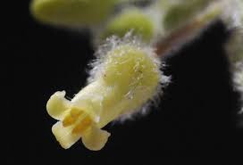 Image result for Commiphora fulvotomentosa