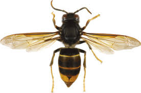 Image result for Melhania velutina