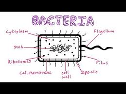 How To Draw Label Bacteria Youtube Science Diagrams Teaching Labels