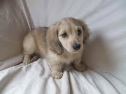 This is a litter of english cream dachshunds. Cream Long Haired Dachshund Puppies For Sale Petsidi