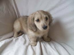 They will have their first puppy shot, wormed and medicated for other possible diseases. Cream Long Haired Dachshund Puppies For Sale Petsidi