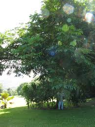 Image result for Carapa grandiflora