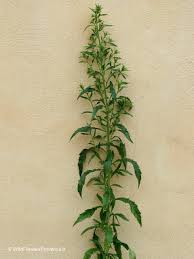 Image result for Conyza limosa