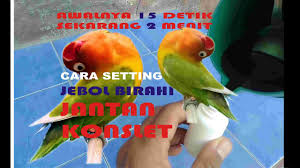 We did not find results for: Cara Buat Jamu Tetes Jebol Birahi Lovebird Youtube