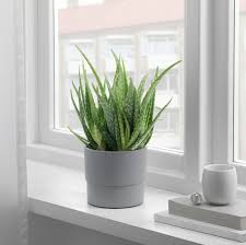 Nypon Ubertopf Drinnen Draussen Grau Ikea Osterreich In 2020 Plants Aloe Vera Easy Care Plants
