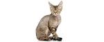 Devon Rex Cat Breed Information, Pictures, Characteristics ...