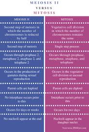 What Is The Difference Between Meiosis Ii And Mitosis