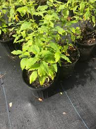 Image result for Cordia sp.A.