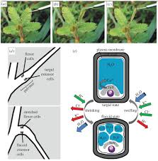 Sly for easing my nerves and helping my first lecture be a success! Fast Nastic Motion Of Plants And Bioinspired Structures Journal Of The Royal Society Interface