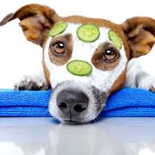 Maybe you would like to learn more about one of these? Pet Groomers In Tucson Yelp