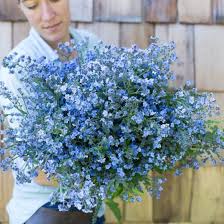 It's easy to overlook a wild clump of forget me not because most plants produce small flowers. Forget Me Not In September Birth Flower Of The Month Future King Queen