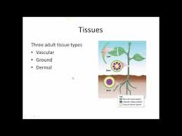 Made up of plasma or cell membrane, cell wall, nucleus,and organelles (chloroplasts and mitochondria). An Introduction To Plant Cells Tissues Organs And Organ Systems Youtube