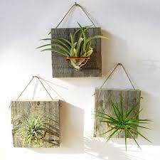 Hello marilu hand painted abstract pots are like small works of art to decorate your home. Great House Plants For Decorating Small Apartments And Homes