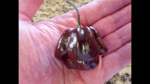 The flavor profile of the scotch bonnet is sweet and fruit, as is the habanero. The Chocolate Scotch Bonnet Pod Review From Refining Fire Chiles Youtube