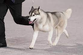 We did not find results for: Siberian Husky Dog Breed Information