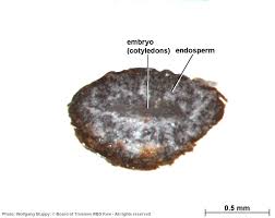 Image result for Achyrospermum laterale