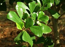 Image result for Ficus craterostoma
