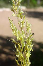 Image result for Sorghastrum nudipes