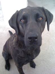 Black And Tan Plott Hound Lab Mix Our Lovely Layla A Labrador Plott Hound Mix Plott Hound Mix Plott Hound Coonhound