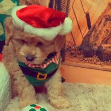 Gorgeous litter of australian labradoodle type puppies.mum is f1 labradoodle(labrador poodle cross)and dad is. Tora S Australian Labradoodles Home Facebook