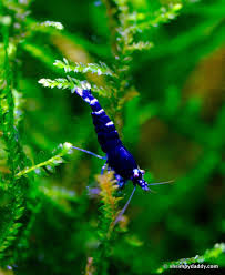 Maybe you would like to learn more about one of these? Fish Are Gill Bearing Aquatic Craniate Animals That Nonappearance Limbs In Imitation Of Digits They Form A Siste Fresh Water Fish Tank Aquarium Fish Aquascape