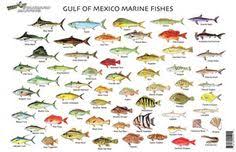 83 best fishing the gulf of mexico images gulf of mexico