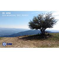 Junio 28, 2019 7:53 am. Dia Mundial Del Arbol 28 De Junio 2020 Dsn
