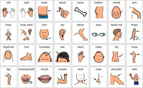 Maybe you would like to learn more about one of these? Learn Body Parts Worksheets 99worksheets