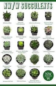 Bekijk onze premium cactus selectie voor de allerbeste unieke of custom handgemaakte items uit onze shops. Narimane El Hajjar Lanarimane Profile Pinterest