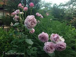 See more ideas about plants, planting flowers, house plants. Image Result For Poseidon Rose