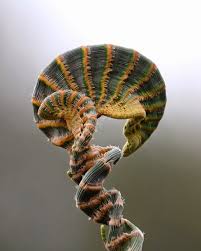 Image result for Casuarina verticillata