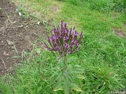 In very hot climates it grows much taller. Verbena Spec Eisenkraut Arten Herbarium Von Ingrids Webseite