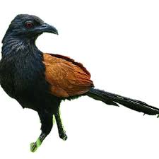 According to some experts suara pleci betina is considered to be fishing pleci male and that he is still jammed sound. Jual Burung Bubut Jinak Burung Sehat Burung Hidup Kota Tangerang Memoryalshop Tokopedia