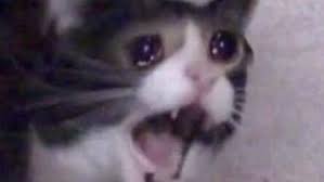 If there is no picture in this collection that you like, also look at other collections of backgrounds on our site. Thumbs Up Crying Cat Know Your Meme