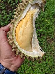 Gunakan baja subur npk 15.15.15 iaitu kandungan baja yang seimbang amat sesuai untuk pertumbuhan pokok yang seimbang. Faisal Rahim On Twitter Betul Ni Tuan Tapi Pokok Durian Biasanya Dia Buat Kat Pokok Yang Dah Besar Sikit Tak Guna Tut Macam Pokok Kecil Tu Sebab Pokok Durian Tu