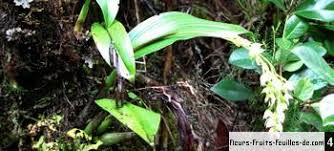 Image result for Polystachya cultriformis