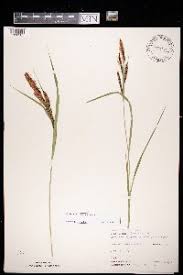 Image result for Bulbostylis scabricaulis