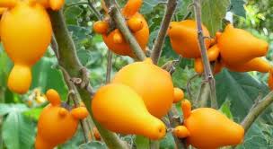 10 jenis tanaman buah dalam pot cepat tumbuh dan berbuah. Tips Agar Tanaman Cepat Berbuah