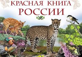 Pticy Krasnoj Knigi Rossii Zhivotnyj Mir