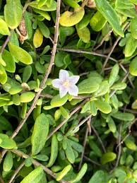 Image result for Lycium mascarenense