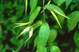 Image result for Vincetoxicum conspicuum