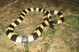 Black And Yellow Snake Texas Black And Yellow Snake Yellow Snake Snake