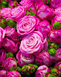 Colección de wedding ideas for you cuqui s. A Bunch Of Roses Stock Image Colourbox