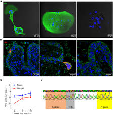 Search, find, compare suppliers for alexa fluor® 594 mouse igg2a, κ isotype control products. Human Intestinal Tract Serves As An Alternative Infection Route For Middle East Respiratory Syndrome Coronavirus Science Advances