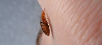 Can Bed Bugs Live In Carpet Your Questions Answered Abc Blog