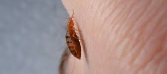 These small pests feast on your animal origin materials, including furs, wools, feathers, or leather. Can Bed Bugs Live In Carpet Your Questions Answered Abc Blog